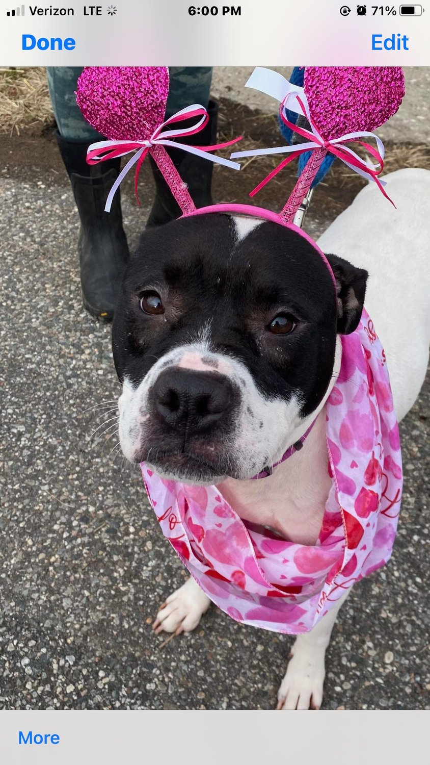 Bonnie
Gender: female
Breed: mix
Color: black and white 
Bonnie is a 3-year-old female spayed pittie mix. She was rescued from a neglectful situation. She is a cuddle bug, prefers to be the only pet in the home, and good with kids 10 and up.